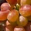 Саджанець Agro-Market Виноград кишмиш Аліса в Країні Чудес (велика, солодка, соковита ягода) 1 шт. в пакуванні (182235) - мініатюра 1