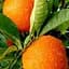 Саженец Agro-Market Апельсин Вашингтон Навел (садник 2 года) (49506) 1 шт. в упаковке - миниатюра 1