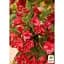 Саджанець Agro-Market Вейгела 3-річна Red Prince С3 висота 80-100 см (182530) 1 шт. в упаковці - мініатюра 3