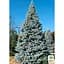 Саженец Agro-Market Ель колючая голубая Santa Fe (горшок P9) (48965) - миниатюра 2