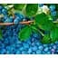 Саженец Agro-Market Голубика (черника садовая) Гурон (Huron) (средний срок созревания, самоопыляющийся сорт) 1 саженец (46159) - миниатюра 2
