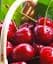 Саджанець Agro-Market Черешня червона Електра (Electra) (преміальний морозостійкий сорт, раннього терміну дозрівання) 1 шт. в упаковці (51150) - мініатюра 1