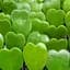 Саженец Agro-Market Хойя Керри Green Heart (182129) 1 шт. в упаковке (комнатный) - миниатюра 1