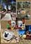 Faithful unto Death. Pet cemeteries, animal graves and eternal devotion - мініатюра 17