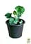Саджанець Agro-Market Гейхера (Heuchera) Venus (49878) - мініатюра 2