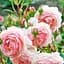Троянда англійська Agro-Market The Alnwick Rose саджанець класу АА+ вищий сорт 1 шт. в упаковці (37123) - мініатюра 1