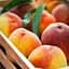 Саженец Agro-Market Персик Инка (летний сорт, поздний срок созревания) (39916) 1 шт. в упаковке - миниатюра 1