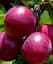 Саженец Agro-Market Сливово-вишневый гибрид Компас 1 шт. в упаковке (48775) - миниатюра 1