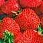 Саженец Agro-Market Клубника Гранд Роса (средний срок созревания, крупноплодный сорт) 5 шт. в упаковке (178801) - миниатюра 1