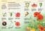 Книга Ранок Стежками природи. Дикі квіти - Сара Кан (С791003У) - мініатюра 4