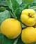 Саженец Agro-Market Айва яблоневидная Золотистая (осенний сорт, ранний срок созревания) (19878) 1 шт. в упаковке - миниатюра 3