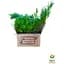 Саженец Agro-Market Можжевельник чешуйчатый Hunnetorp (контейнер Р9, высота 10-12 см) (39025) - миниатюра 3