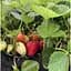 Саджанець Agro-Market Полуниця Альба (Alba) 5шт (ранній термін дозрівання, високопродуктивний сорт) (25717) - мініатюра 9