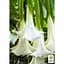 Саджанець Agro-Market Бругмансія деревоподібна White (49865) 1 шт. в упаковці - мініатюра 3