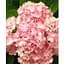 Гортензія крупнолиста 2-річна "Silky Pink" висота саджанця 25-45см (186190) 1 саженец - мініатюра 1