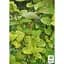 Саженец Agro-Market Жимолость Aureoreticulata Japonica (Декоративная, плетистая) С2 (116441) 1 саженец в упаковке - миниатюра 2
