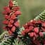 Саджанець Agro-Market Ялиця Іспанська (Abies pinsapo) горщик P9 (48727) - мініатюра 1