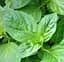 Саджанець Agro-Market М'ята Бананова Menta arvensis banana (50810) (Корневище) 1 шт. в упаковці - мініатюра 1
