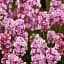 Лаванда Agro-Market Rosea Pink англійська 2-річна 20-30 см з Нідерландів рожева 1 саджанець в упаковці (152870) - мініатюра 1