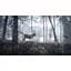 Ключ активації Microsoft TheHunter: Call of the Wild - Silver Bundle для Xbox One/Series - мініатюра 7