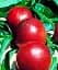 Саженец Agro-Market Нектарин Ванг-3 (лысый персик, летний сорт, средний срок созревания) 1 шт. в упаковке (35799) - миниатюра 1