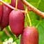 Саженец Agro-Market Актинидия темно-фиолетовая Рубинова (Ruby) (премиальный устойчив к заболеваниям сорт, среднего срока созревания) 1 саженец (51167) - миниатюра 1