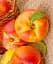 Саджанець Agro-Market Нектарин жовтий з яскравим рум'янцем Спокуса (Temptation) (преміальний стійкий до захворювань сорт, середньо-пізнього строку дозрівання) 1 шт. в упаковці (51157) - мініатюра 1