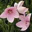Луковица Agro-Market Широкозвонок (platycodon) Grandiflorus Fuji Pink (23580) 1 шт. - миниатюра 4