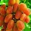Саджанець Agro-Market Виноград Сенсація (дуже ранній термін дозрівання, довгий період зберігання ягід) 1 шт. в пакуванні (19808) - мініатюра 1