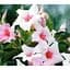 Саженец Agro-Market Диплодения (Mandevilla) Soft Cream Pink (цветущая лиана) (184315) 1 шт. - миниатюра 1