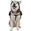 Рюкзак для собак Ultimate Direction Dog Vest Black M (1012-80469820-BK-M) - мініатюра 3