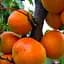 Саженец Agro-Market Абрикос Полесский крупноплодный (летний сорт, средне-поздний срок созревания) (35789) 1 шт. в упаковке - миниатюра 1
