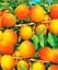 Саджанець Agro-Market Абрикос Лука (ранній термін дозрівання) 1 шт. в упаковці (178838) - мініатюра 1