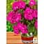 Саженец Agro-Market Пеларгония зональная Flower Fairy Violet (178505) 1 шт. в упаковке - миниатюра 2