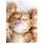 Cats: A Celebration of Our Feline Friends - Фотопулос Джулианна - миниатюра 5