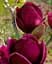 Магнолия Agro-Market привитая 4-летняя гибридная Black Tulip высота 60-80 см 1 саженец в упаковке - миниатюра 6