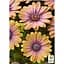 Саженец Agro-Market Остеоспермум Pink Eyed Beauty (контейнер №10 высота 10-20 см) (49086) 1 шт. в упаковке - миниатюра 2