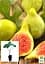 Саженец Agro-Market Инжир золотистый Вердал 2-х летний ранний крупноплодный сорт 1 шт. в упаковке (102129) - миниатюра 2