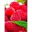 Саженец Agro-Market Малина Джоан Джей 2 шт. (44767) - миниатюра 1