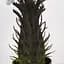 Штучна рослина Engard Cycas Palm 60 см (DW-25) - мініатюра 3