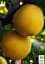 Саженец Agro-Market Азиатская груша Дайсуле (летний сорт) 1 шт. в упаковке (45356) - миниатюра 2