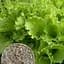 Семена Agro-Market Салат Одесский кудряшок на вес цена за 7 г (13380) - миниатюра 1