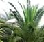 Саджанець Agro-Market Фінік Канарський Phoenix Canariensis (висота 40-60 см) (133944) 1 шт. в упаковці - мініатюра 1