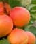 Саженец Agro-Market Абрикос Наслаждение (летний сорт, средне-поздний срок созревания) 1 шт. в упаковке (46280) - миниатюра 1