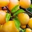 Саженец Agro-Market Слива Медовая Желтая (летний сорт, ранний срок созревания) (46224) 1 шт. в упаковке - миниатюра 1