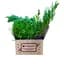 Саженец Agro-Market Можжевельник средний Mint Julep (контейнер Р9, высота 10-12 см) (25811) 1 шт. в упаковке - миниатюра 3