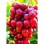 Саженец Agro-Market Виноград Красное пламя (кишмиш, ранне-средний срок созревания, имеет длительный срок хранения ягод) 1 шт. в упаковке (20041) - миниатюра 1