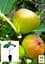 Саженец Agro-Market Инжир Кордеро золотистый 2 летний (ремонтантный, ранний сорт) 1 шт. в упаковке (52636) - миниатюра 3