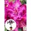 Саженец Agro-Market Рододендрон на штамбе цветущий 3-х летний Pink Lace (40-60 см) (53383) из Нидерландов 1 шт. в упаковке - миниатюра 2