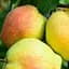 Саджанець Agro-Market Груша Киргизька (зимовий сорт, пізній термін дозрівання) (40016) 1 шт. в упаковці - мініатюра 1